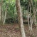 黄花梨树，10-30公分直径