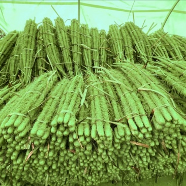 铁棍山药，中粗，一手货源，量大从优，欢迎采购