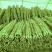 铁棍山药，中粗，一手货源，量大从优，欢迎采购