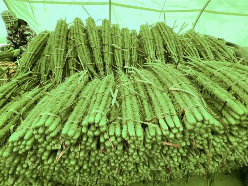 铁棍山药，中粗，一手货源，量大从优，欢迎采购