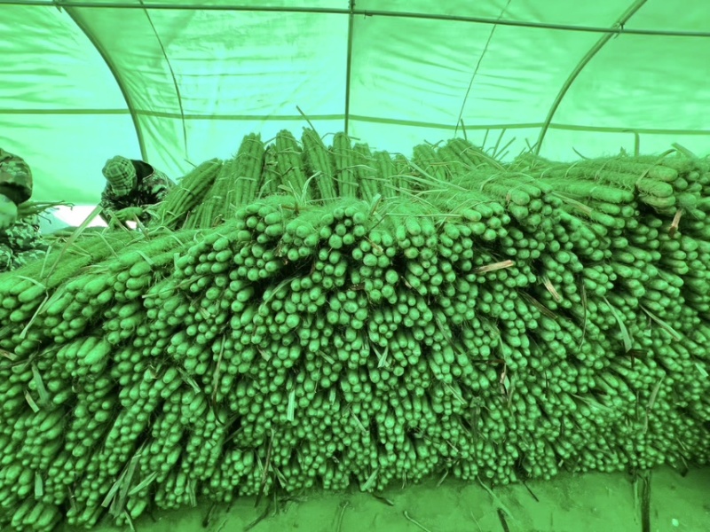 铁棍山药，中粗，一手货源，量大从优，欢迎采购