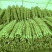 铁棍山药，中粗，一手货源，量大从优，欢迎采购