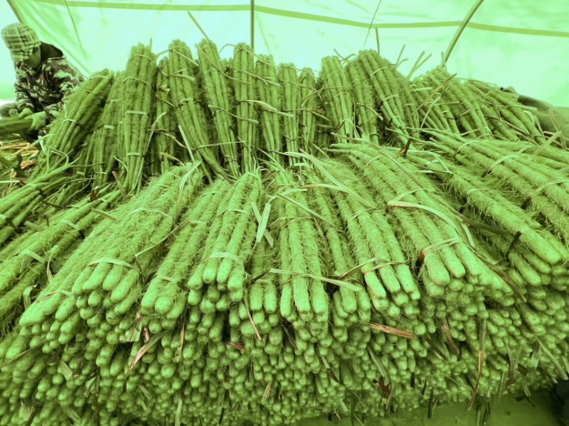 铁棍山药，中粗，一手货源，量大从优，欢迎采购
