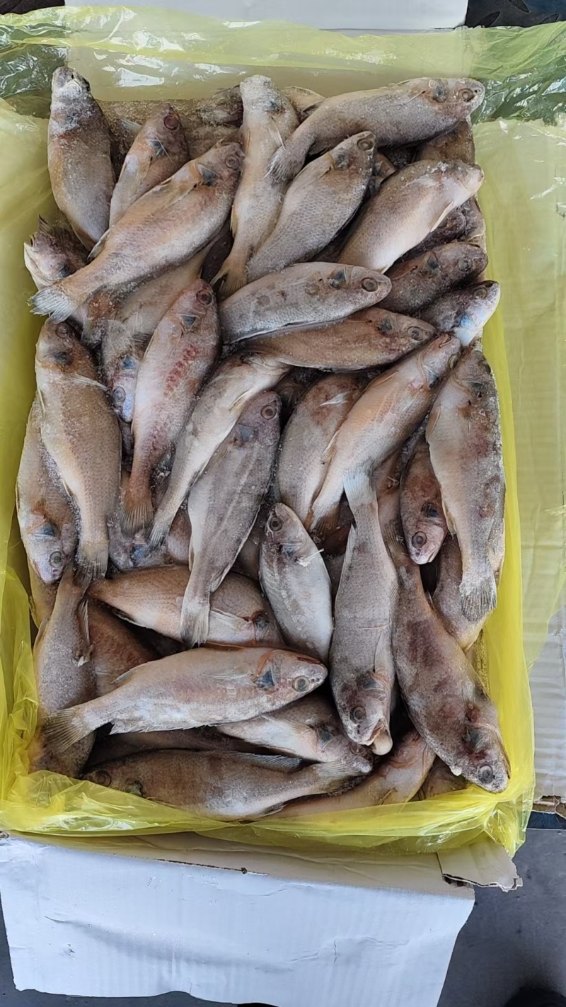 白姑鱼一吨起批全国各地冷链物流均可直达