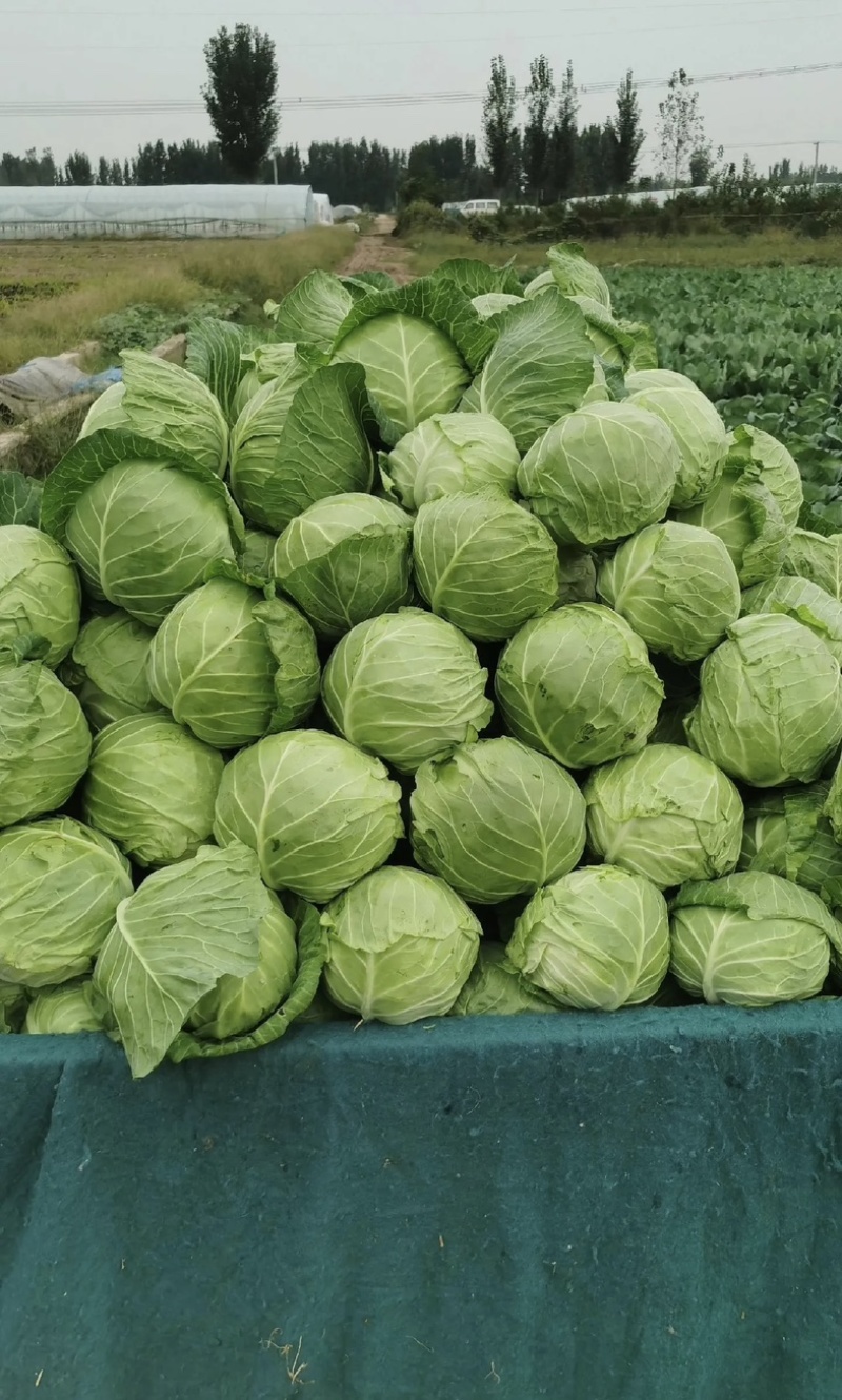 宁夏甘蓝大量有货基地直供品质优可视频看货