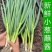 精品香葱大量上市基地供货质量保证产地直发欢迎电话