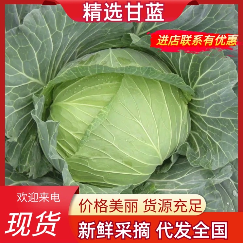 宁夏甘蓝大量有货基地直供品质优可视频看货