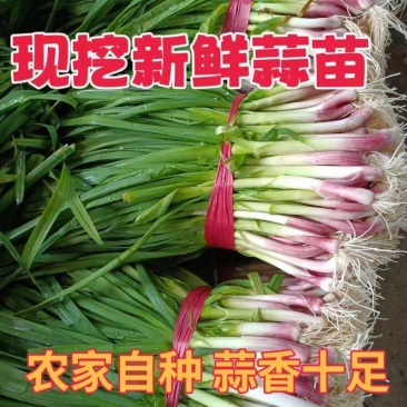 吉林精品水洗蒜苗货源充足量大从优质量保障产地直发