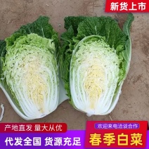 宁夏春季/黄心白菜个大味美现摘现发基地直供可视频