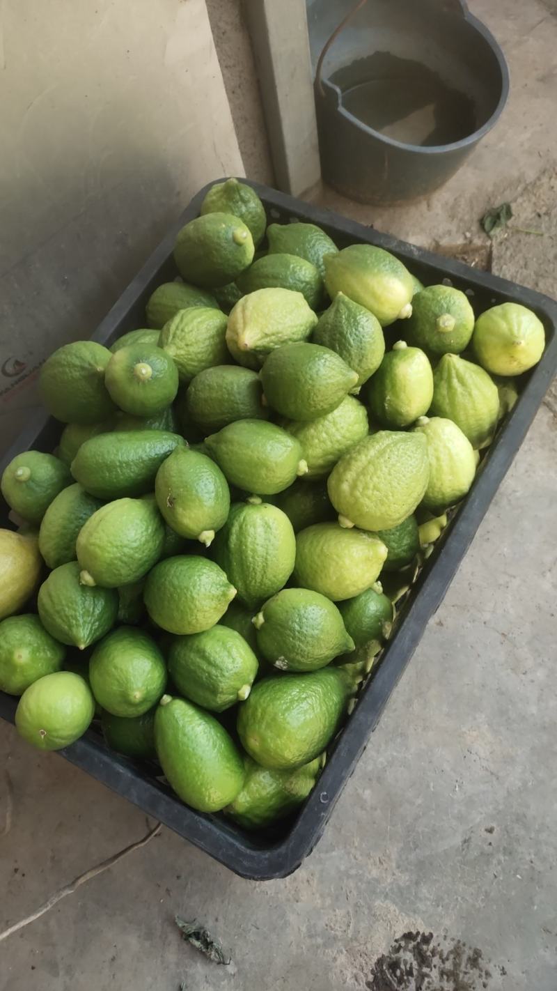 现摘广东香水柠檬