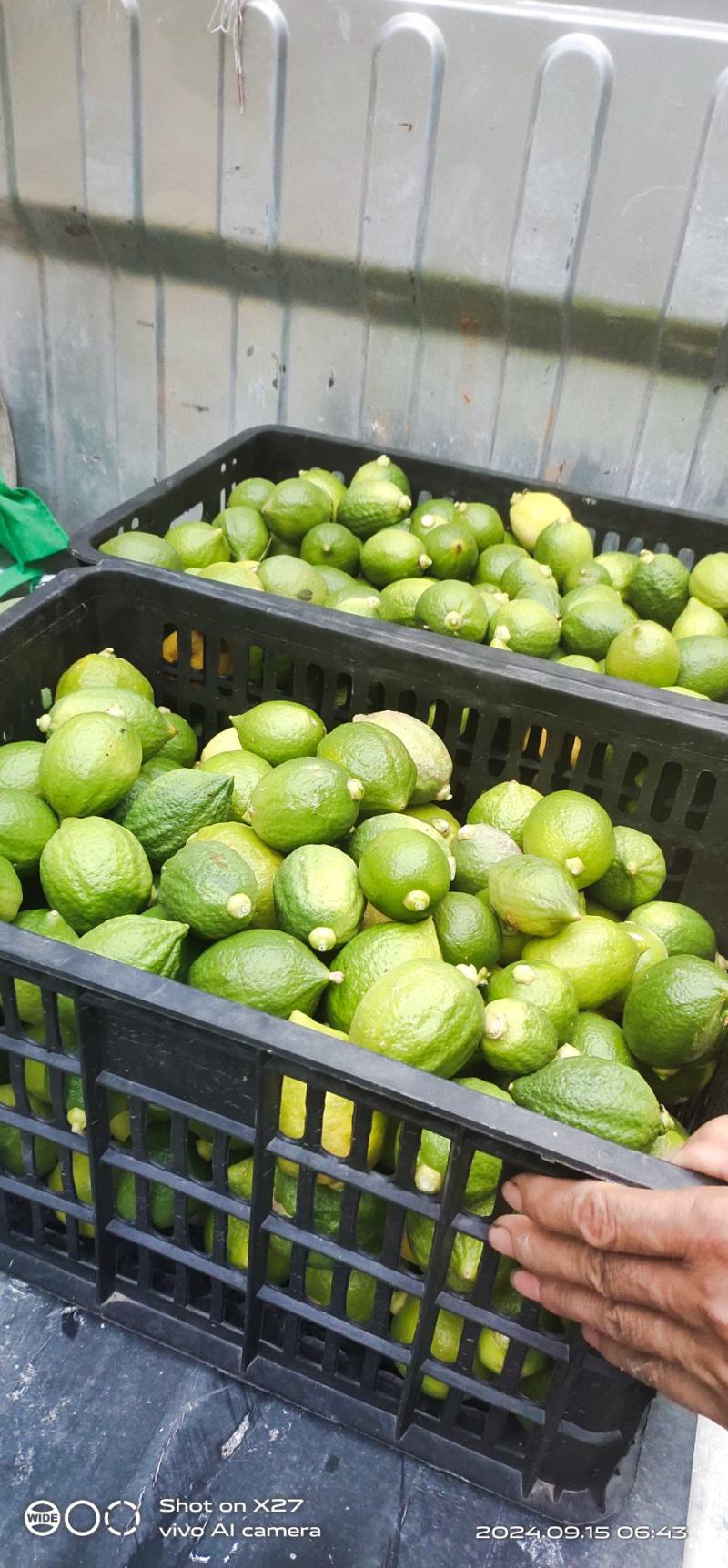 现摘广东香水柠檬