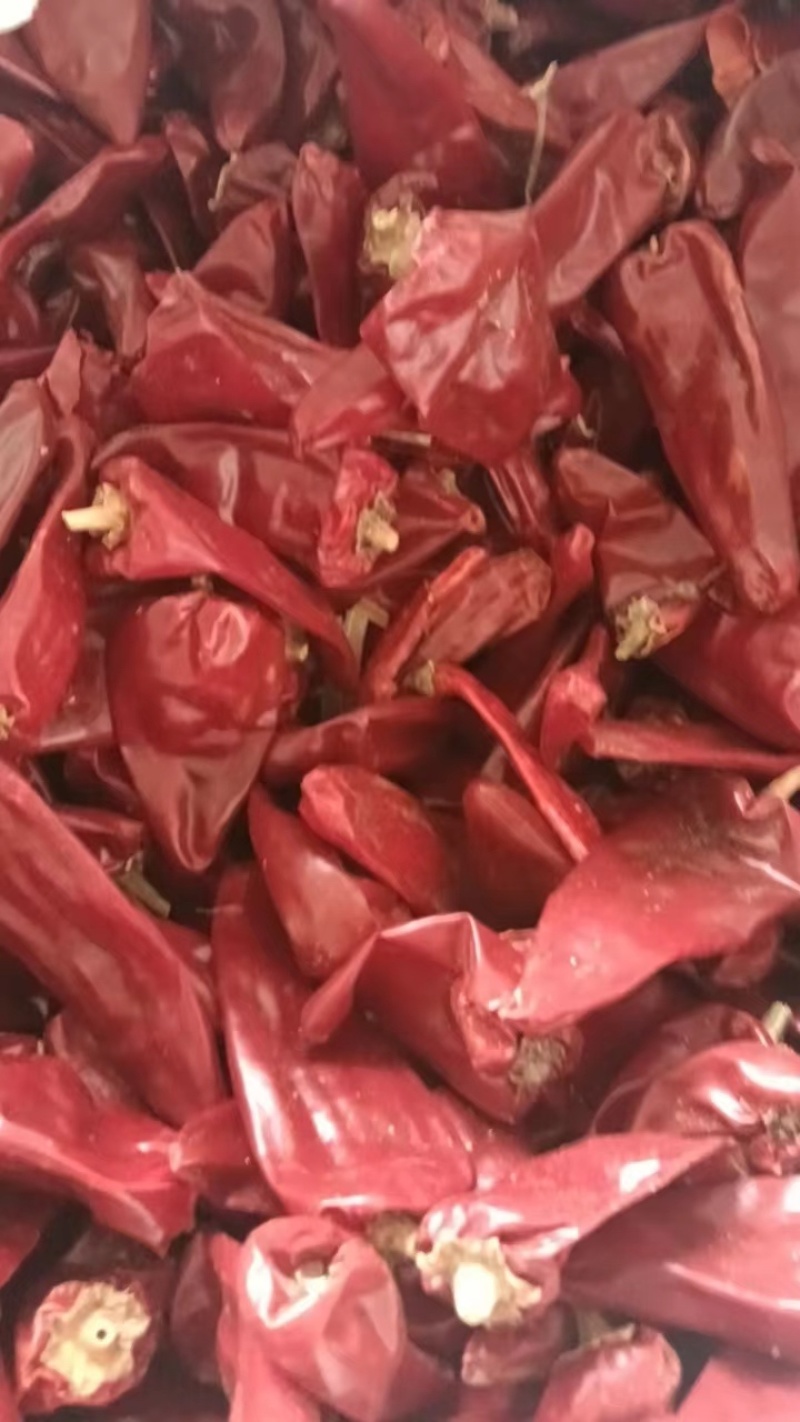 子弹头辣椒大量有货，价格优惠，产地直发可视频看货