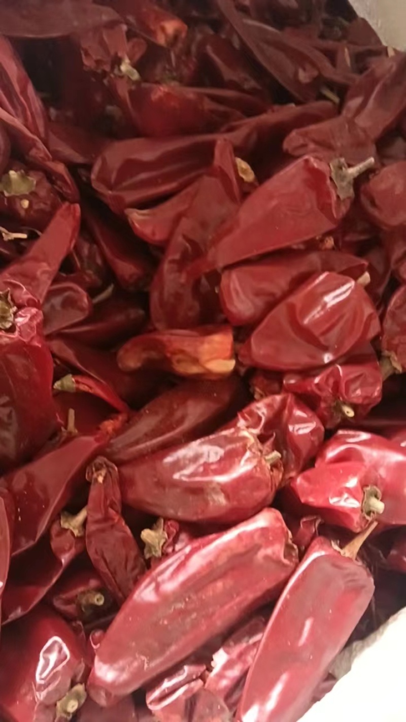 子弹头辣椒大量有货，价格优惠，产地直发可视频看货