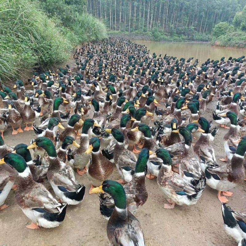 玉米青头鸭量大