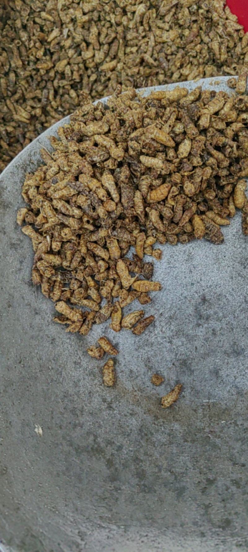 雄蚕蛾大货批发