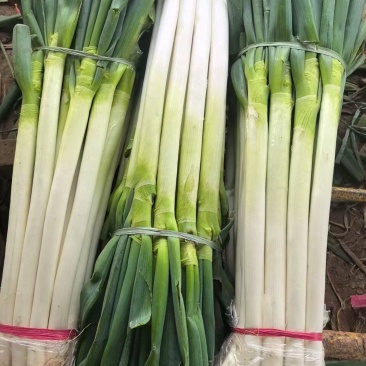 大葱祥佳果蔬专业合作社提供优质蔬菜，有需要的咨询