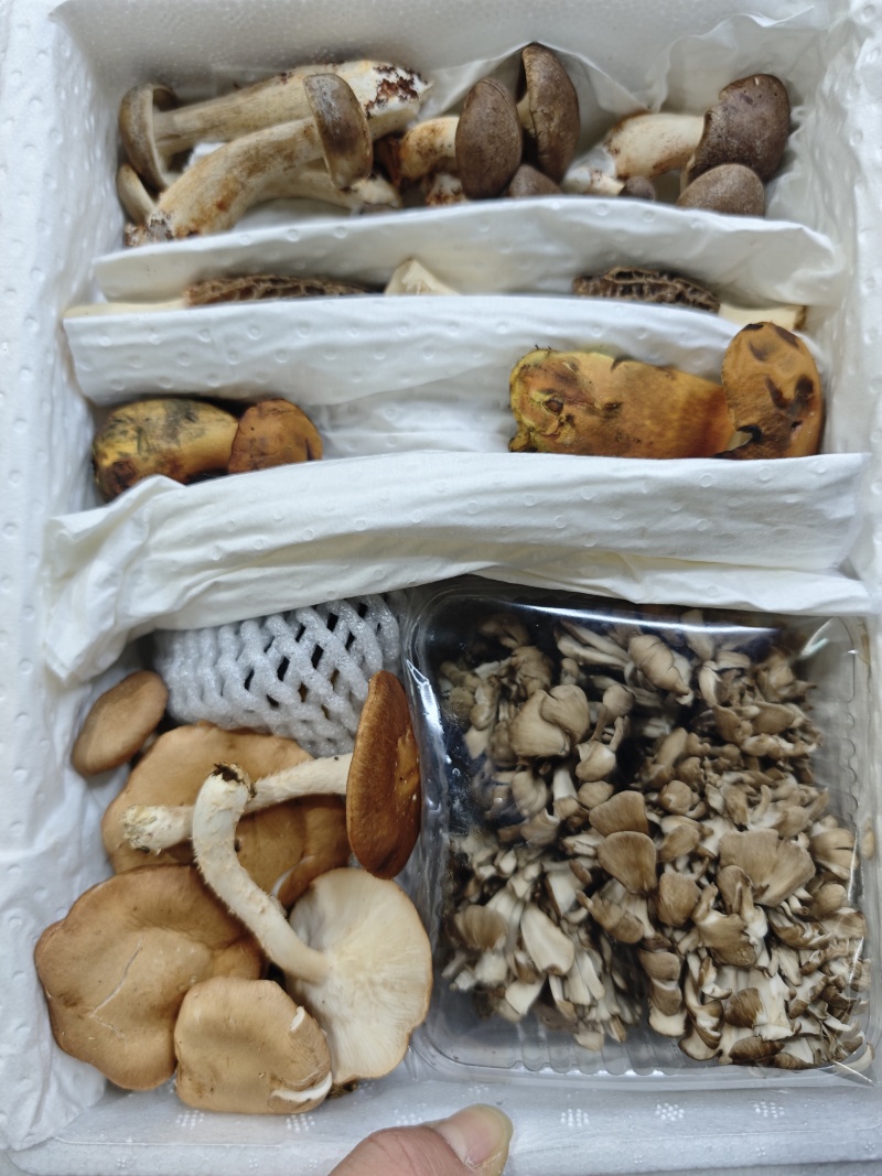 鲜野生菌火锅汤包（10种山珍）