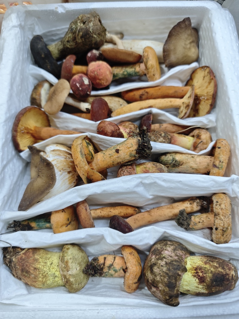 鲜野生菌火锅汤包（10种山珍）