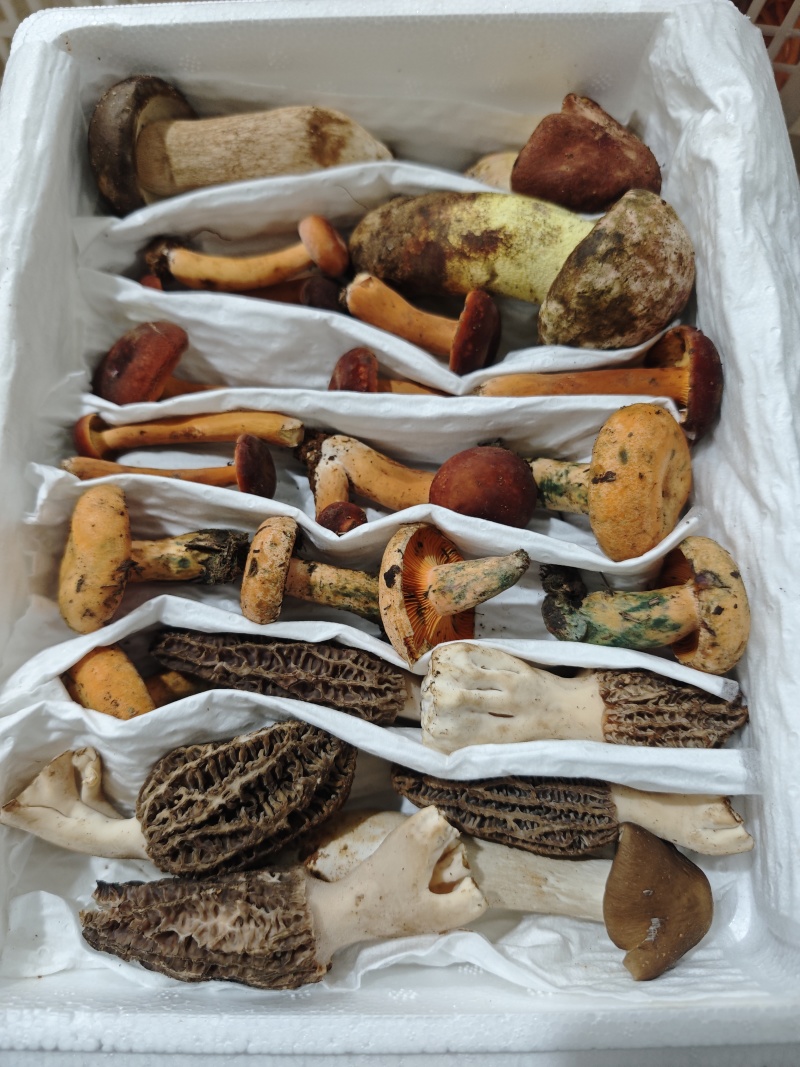 鲜野生菌火锅汤包（10种山珍）