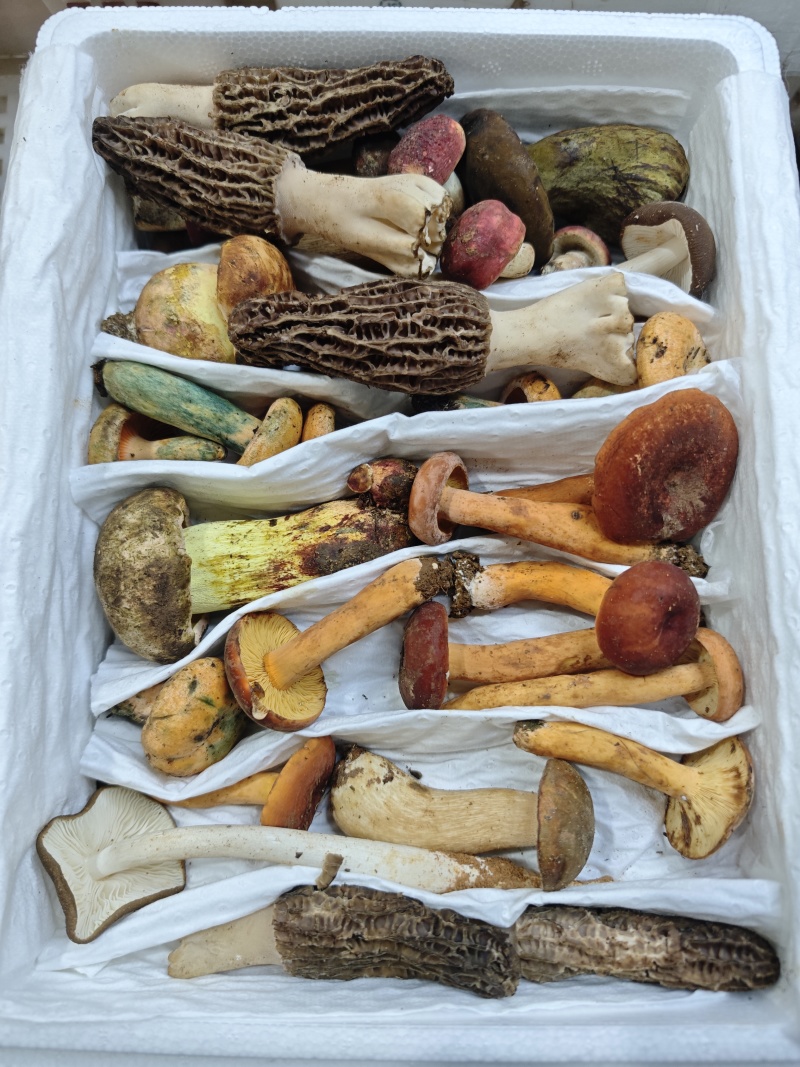 鲜野生菌火锅汤包（10种山珍）