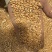 2025年低温烘干小麦水分不超13大量
