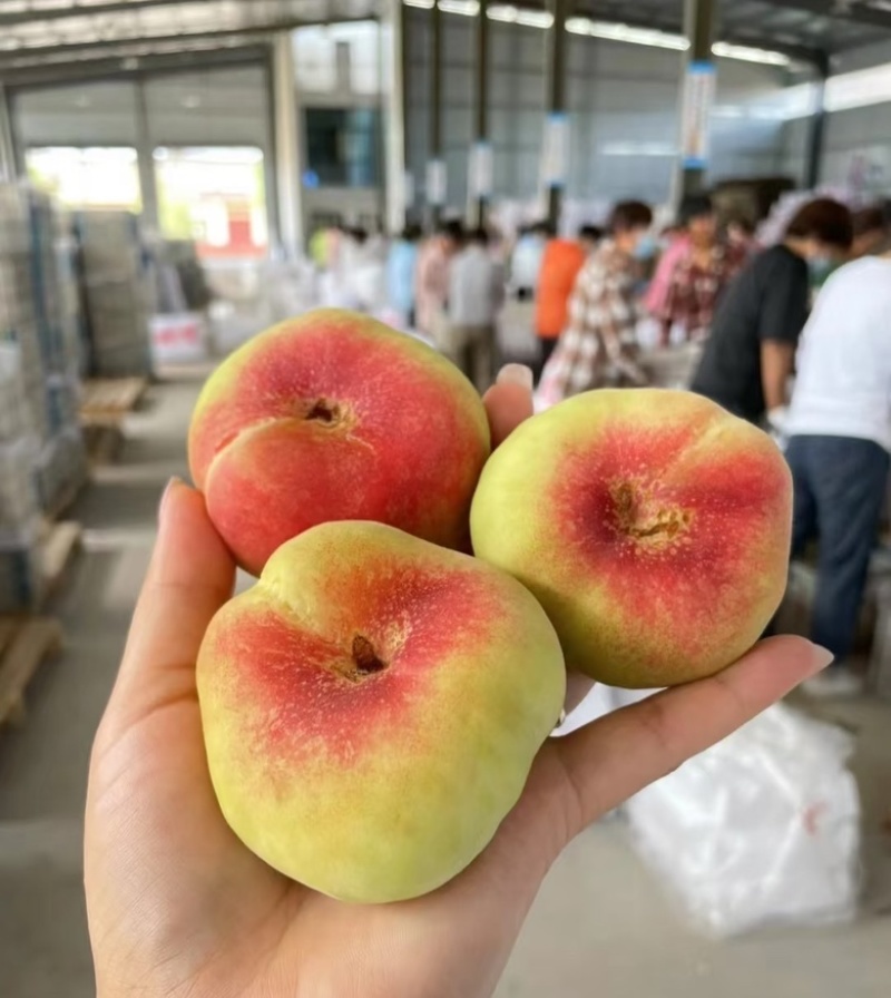 毛潘桃山东蟠桃可视频实地看货商超品质欢迎来电