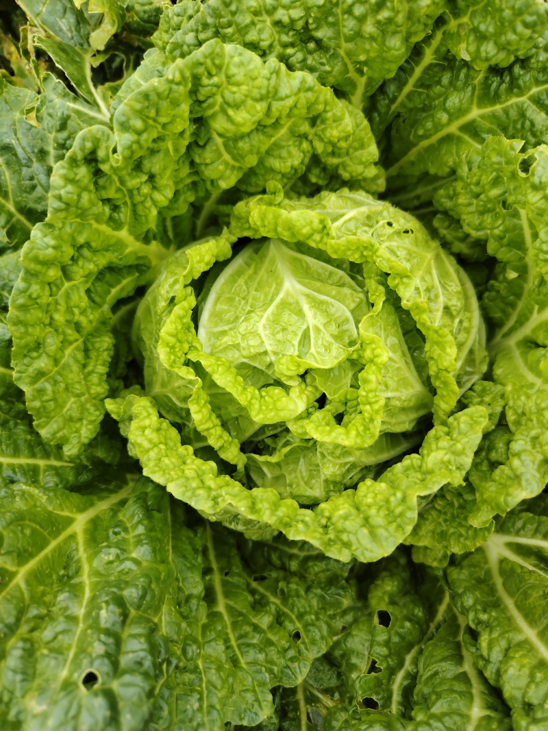 威宁白菜