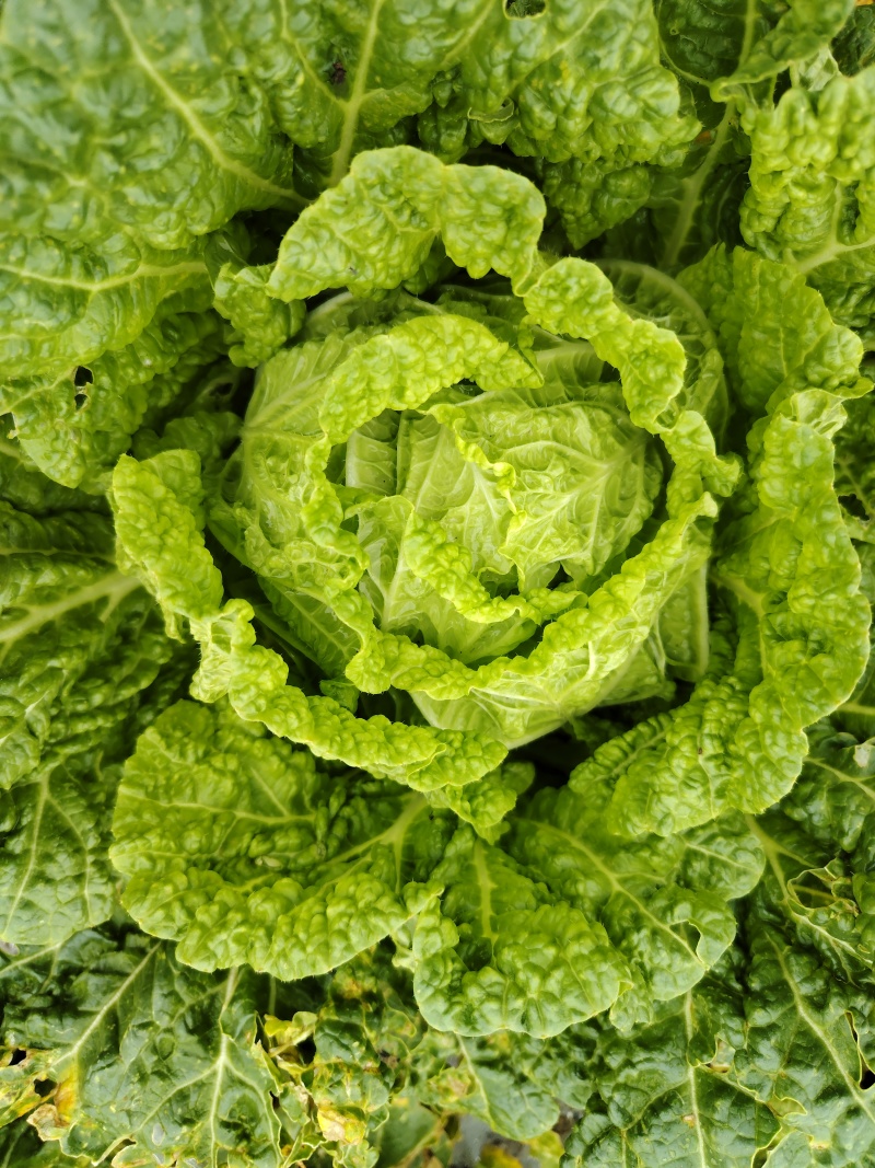 威宁白菜