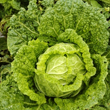 威宁白菜