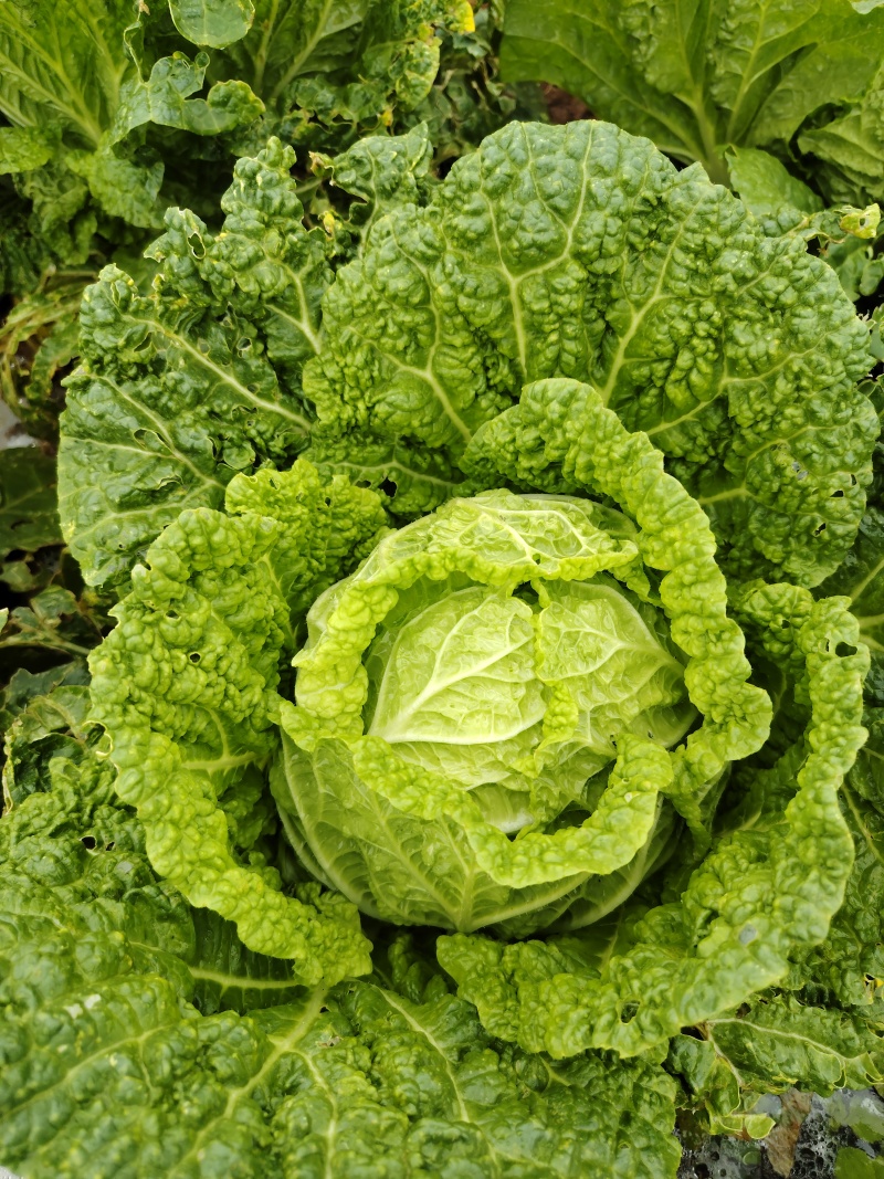 威宁白菜
