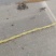 山东蟾蜍幼苗产地直发货品精良可实地考察