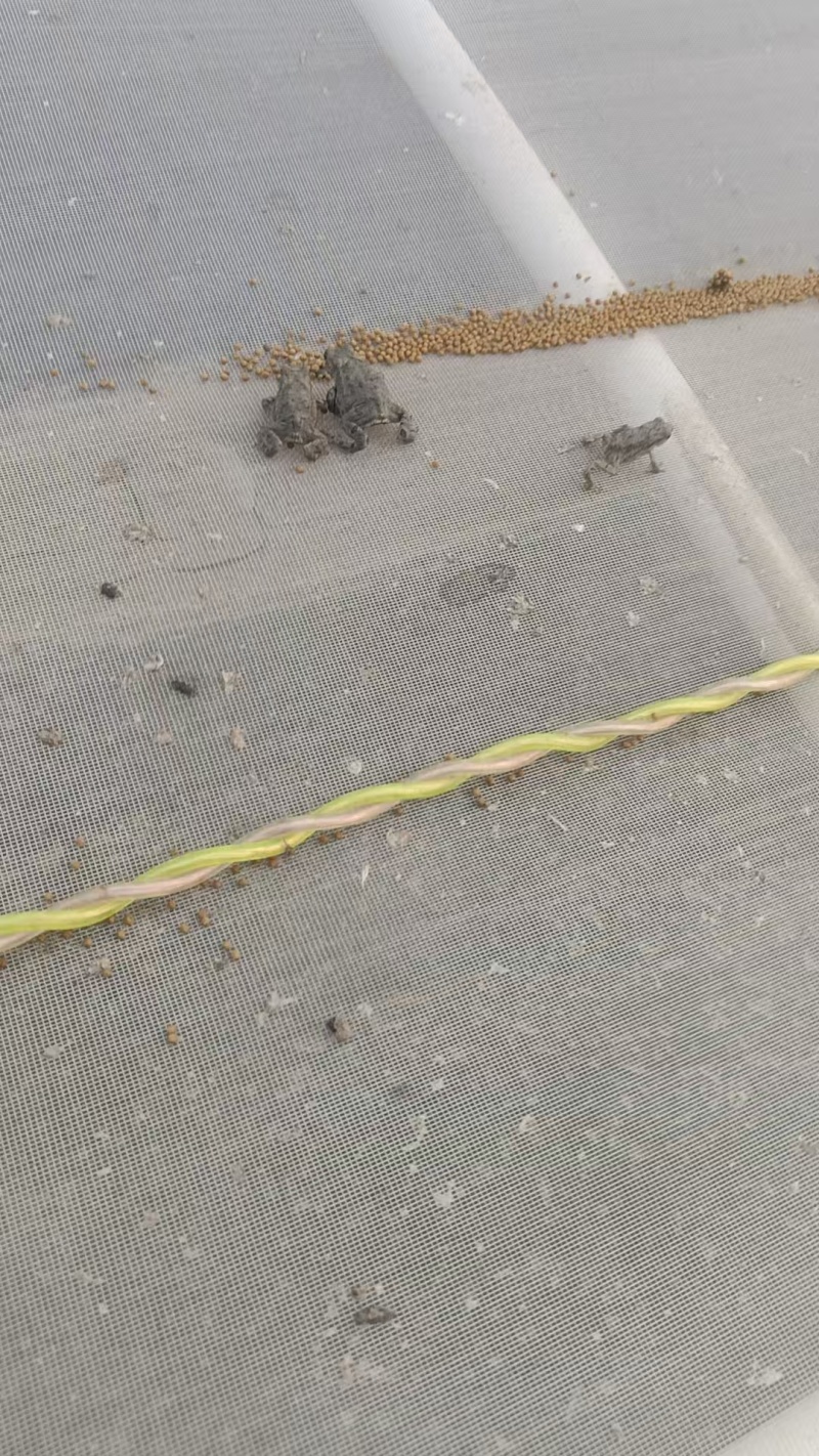 山东蟾蜍幼苗产地直发货品精良可实地考察