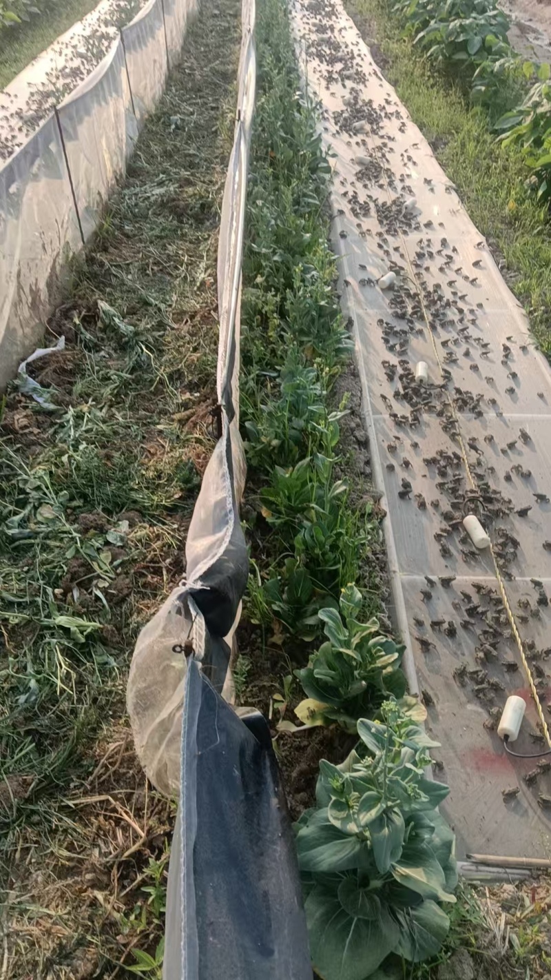 山东蟾蜍幼苗产地直发货品精良可实地考察