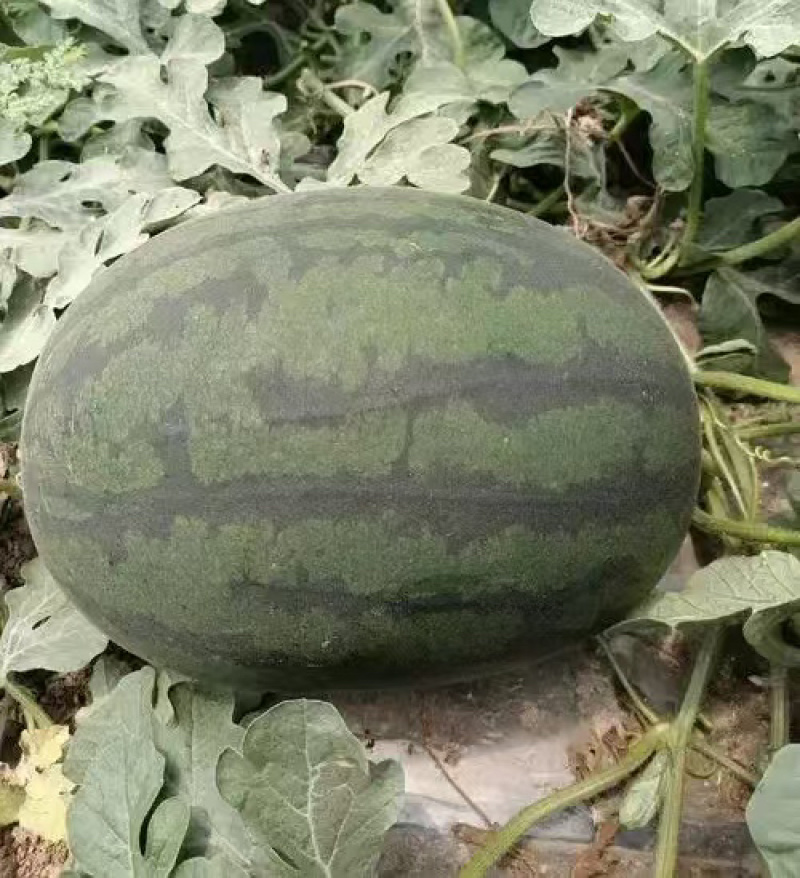 墓田嘉宝
