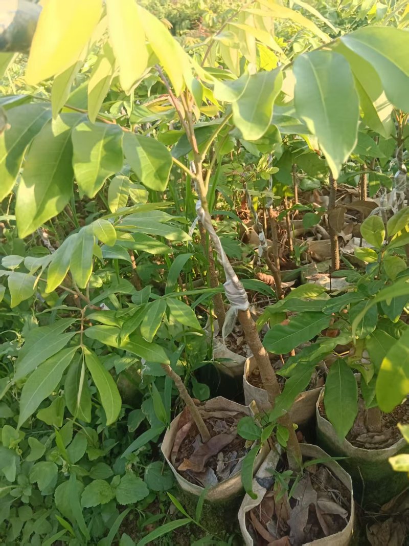 石硖龙眼苗，一到多年苗大量有货，保质保量，欢迎老板咨询