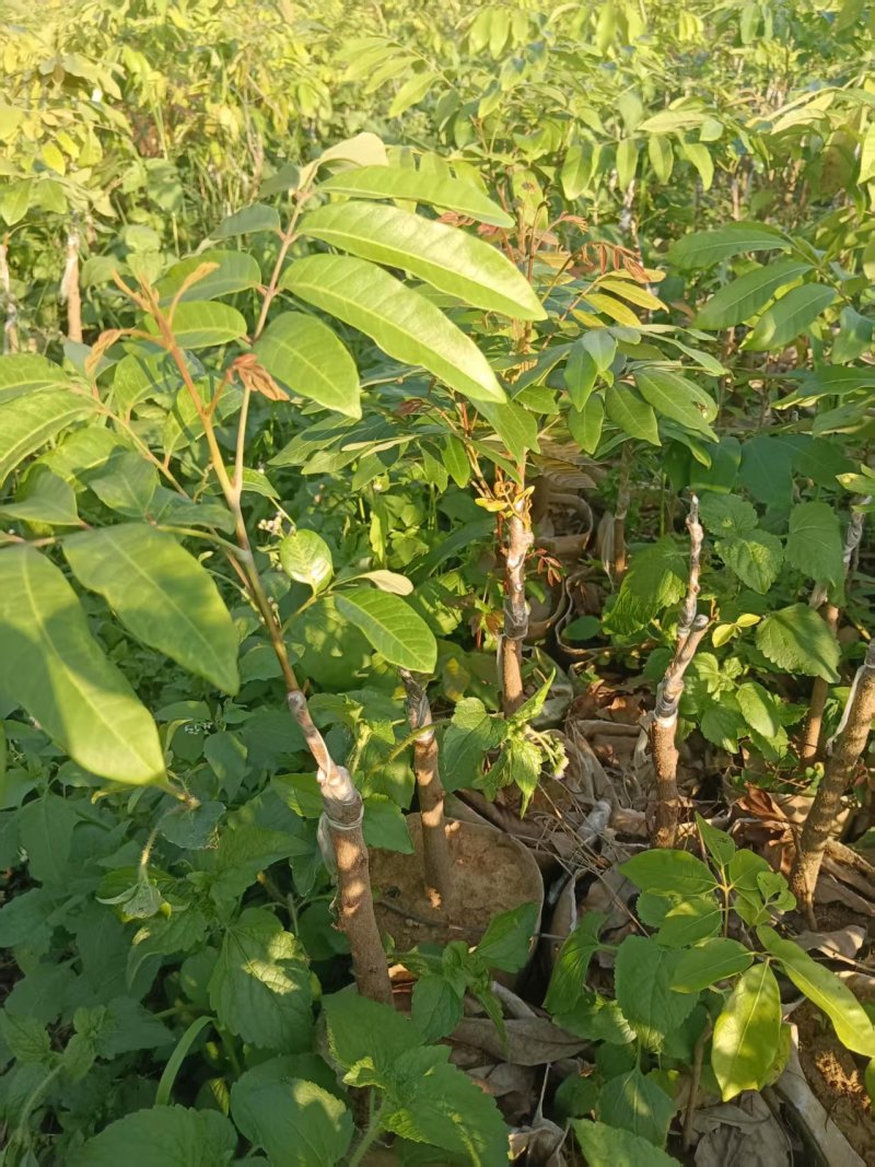 石硖龙眼苗，一到多年苗大量有货，保质保量，欢迎老板咨询
