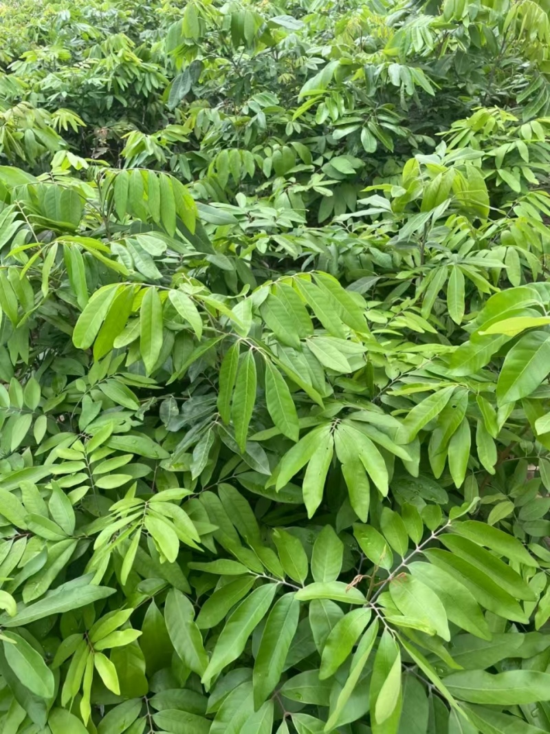 石硖龙眼苗，一到多年苗大量有货，保质保量，欢迎老板咨询