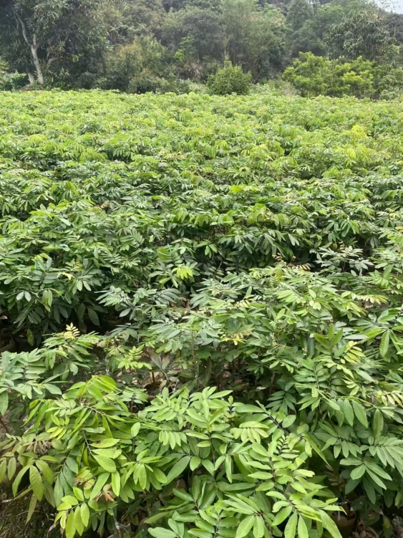 石硖龙眼苗，一到多年苗大量有货，保质保量，欢迎老板咨询