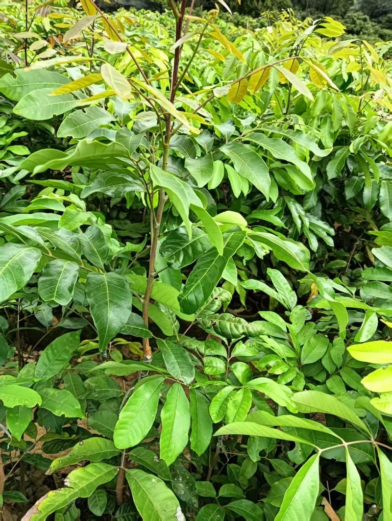 石硖龙眼苗，一到多年苗大量有货，保质保量，欢迎老板咨询