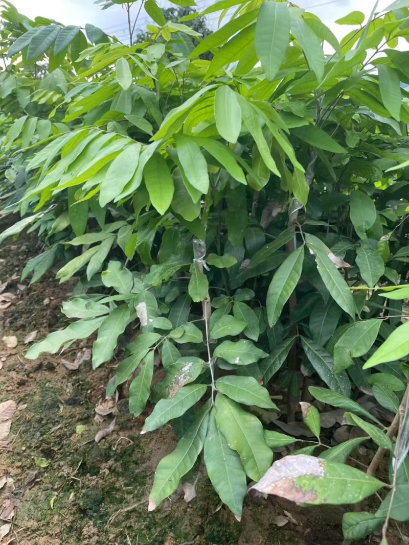 石硖龙眼苗，一到多年苗大量有货，保质保量，欢迎老板咨询