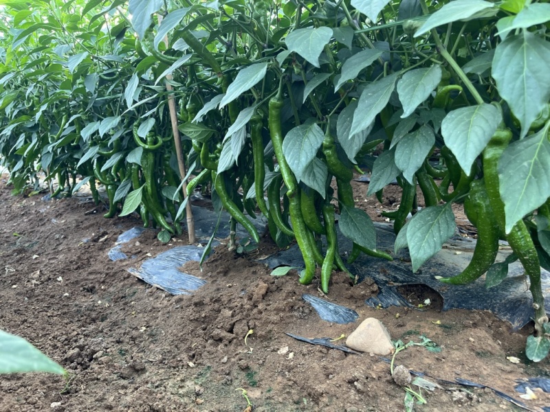 硬壳羊角辣，新鲜上市，量大从优。