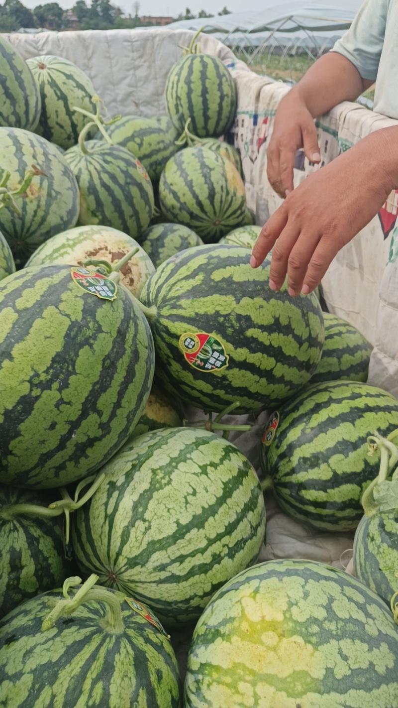 陕西美都西瓜大量上市小薄皮大红让欢迎新老客户通过一亩联系