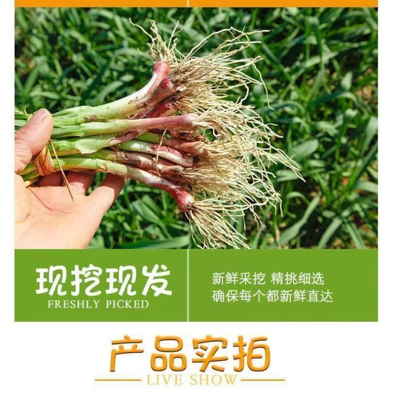 蒜苗产地直发货源充足诚信经营棵棵精品欢迎大家采购