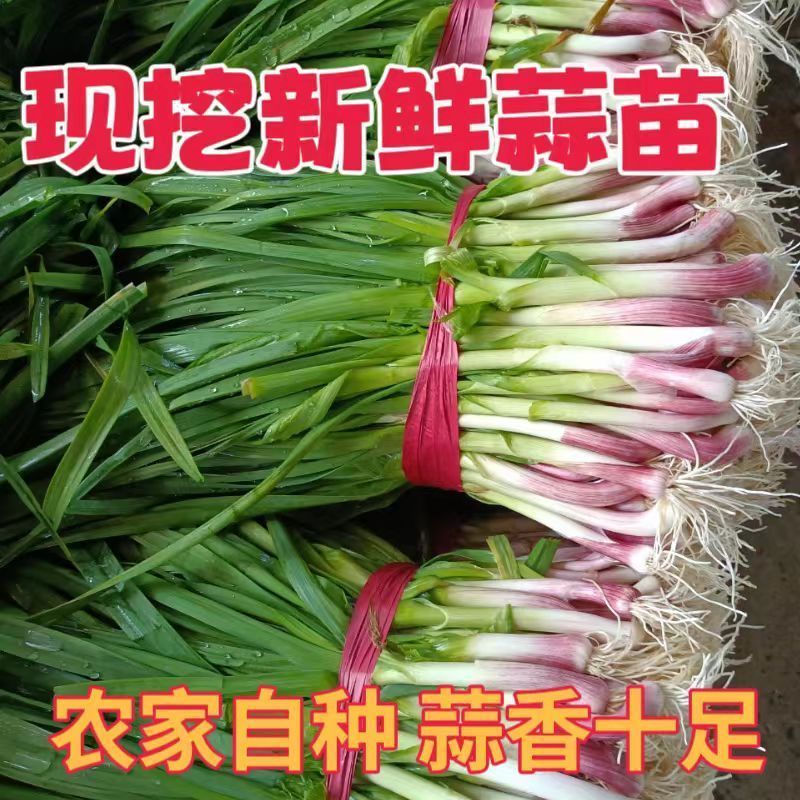 蒜苗产地直发货源充足诚信经营棵棵精品欢迎大家采购