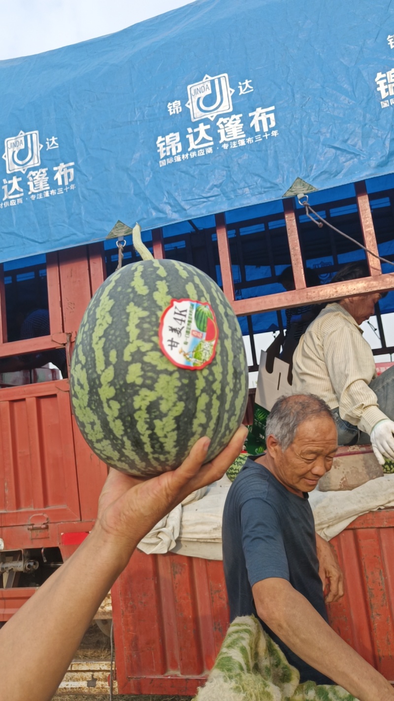 西瓜黑无籽，甜王，美都，吊蓝，金成五，零五八等，品种齐全