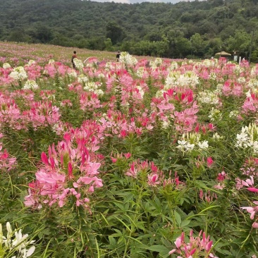 醉蝶花种耐热耐高温易养活花海地栽花园（混色发货