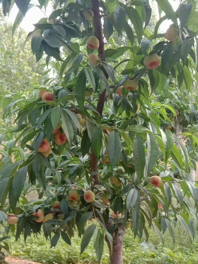 光果红蟠桃