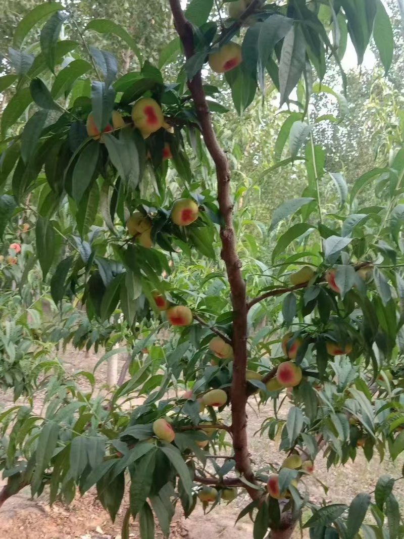 光果红蟠桃