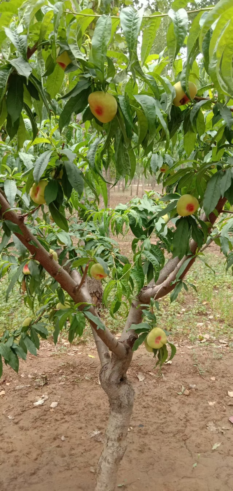 光果红蟠桃