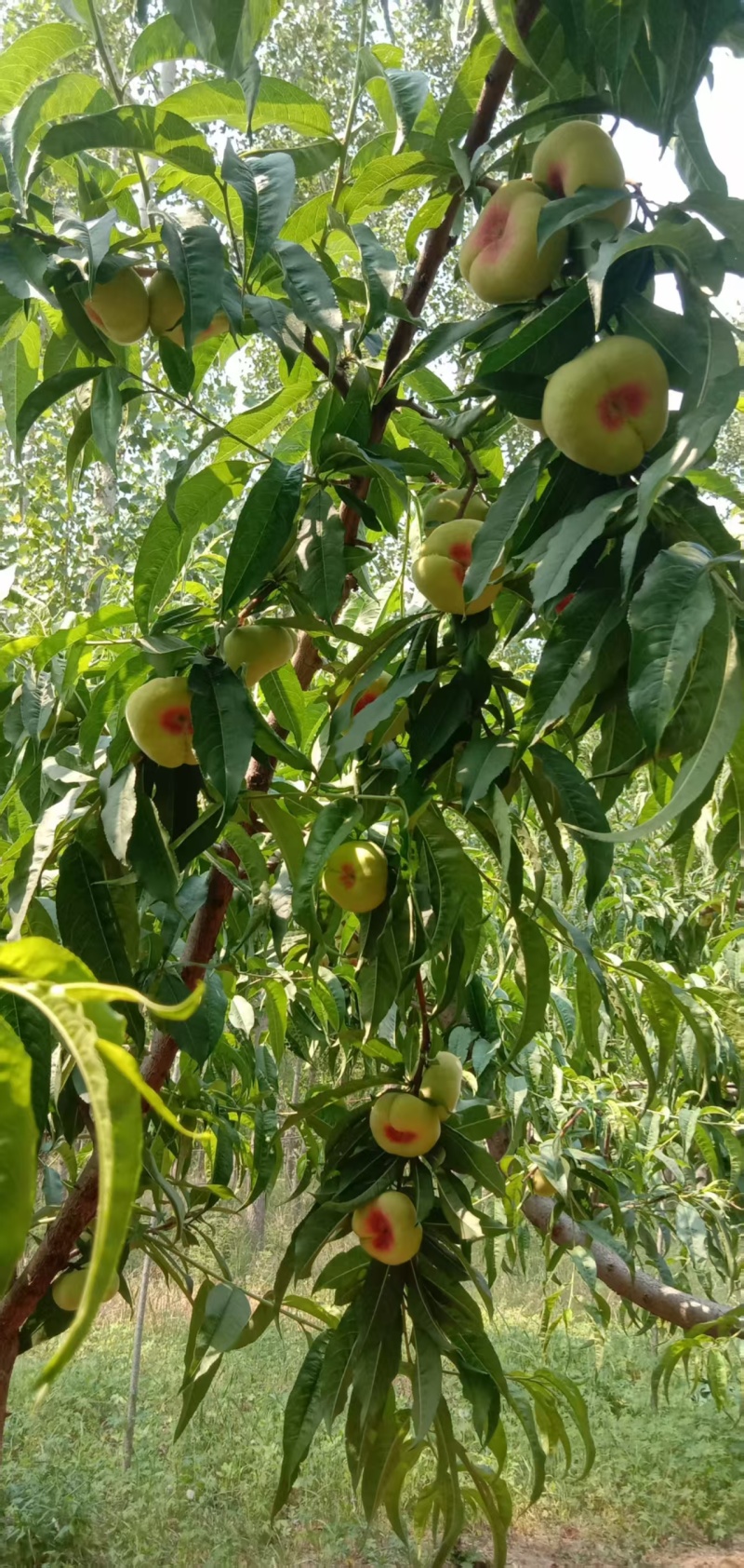 光果红蟠桃